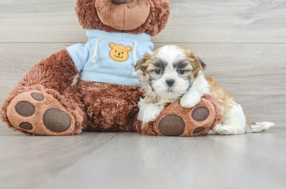 8 week old Teddy Bear Puppy For Sale - Lone Star Pups