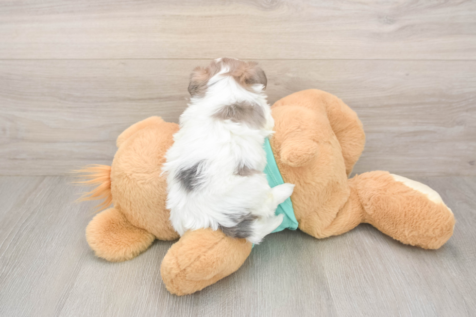 Teddy Bear Pup Being Cute