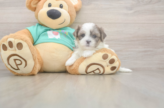 Popular Teddy Bear Designer Pup