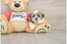 Teddy Bear Pup Being Cute