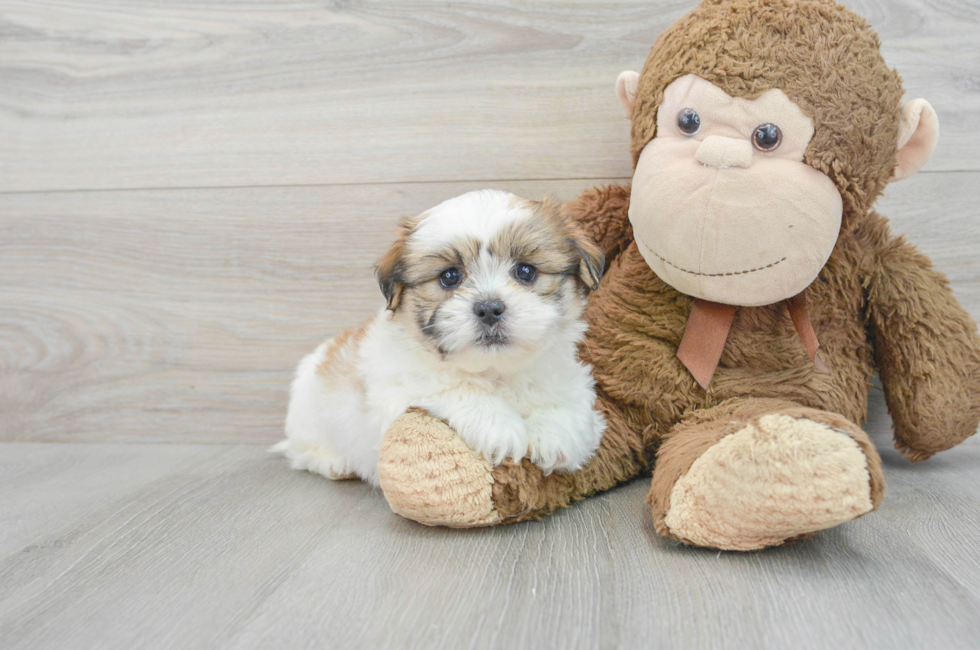 6 week old Teddy Bear Puppy For Sale - Lone Star Pups