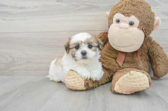 Little Shi Chon Designer Puppy