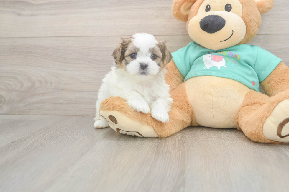 Teddy Bear Pup Being Cute