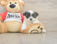 8 week old Teddy Bear Puppy For Sale - Lone Star Pups