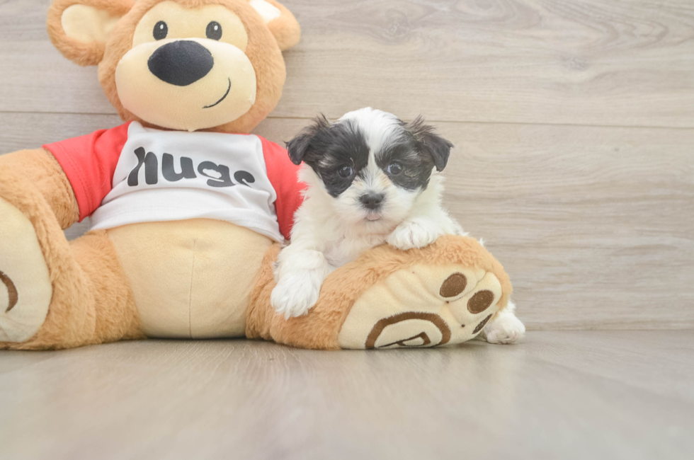 7 week old Teddy Bear Puppy For Sale - Lone Star Pups