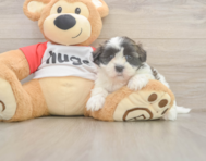 8 week old Teddy Bear Puppy For Sale - Lone Star Pups