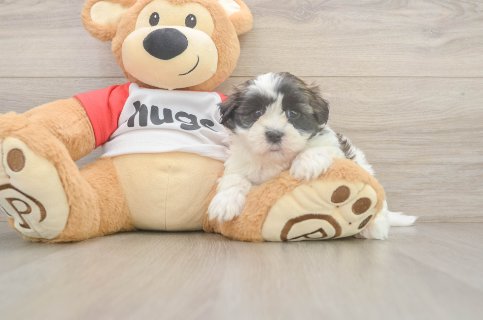 7 week old Teddy Bear Puppy For Sale - Lone Star Pups