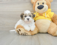 7 week old Teddy Bear Puppy For Sale - Lone Star Pups