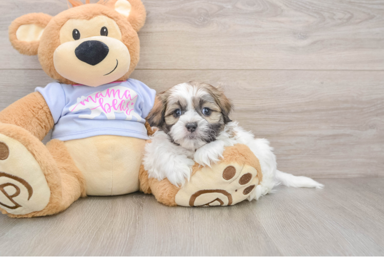 Best Teddy Bear Baby