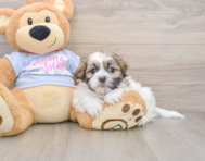 6 week old Teddy Bear Puppy For Sale - Lone Star Pups