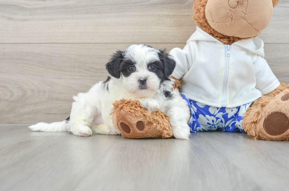 6 week old Teddy Bear Puppy For Sale - Lone Star Pups