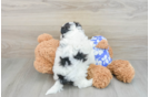 Hypoallergenic Shichon Designer Puppy