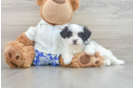 Fluffy Teddy Bear Designer Pup