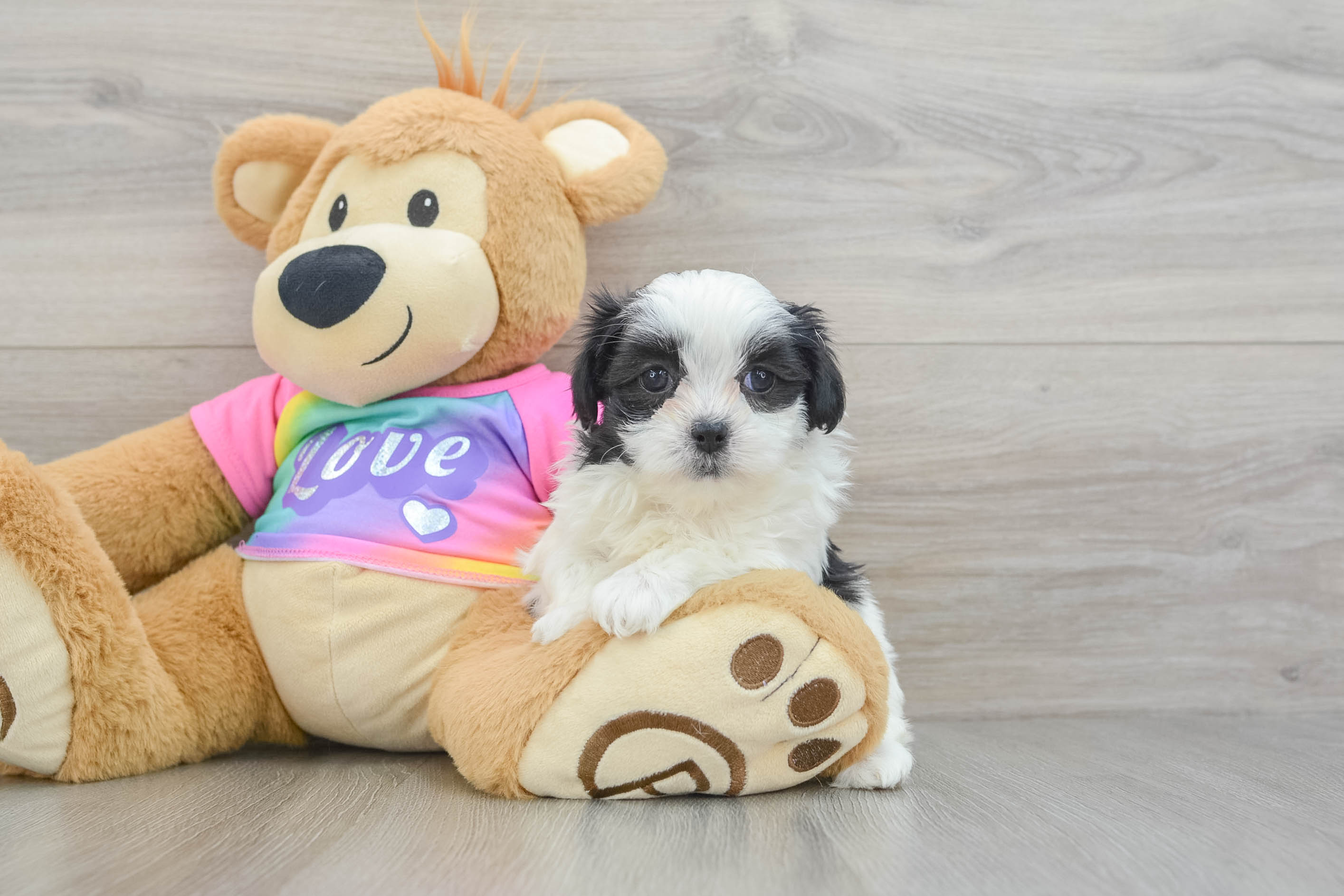 Happy Teddy Bear Baby