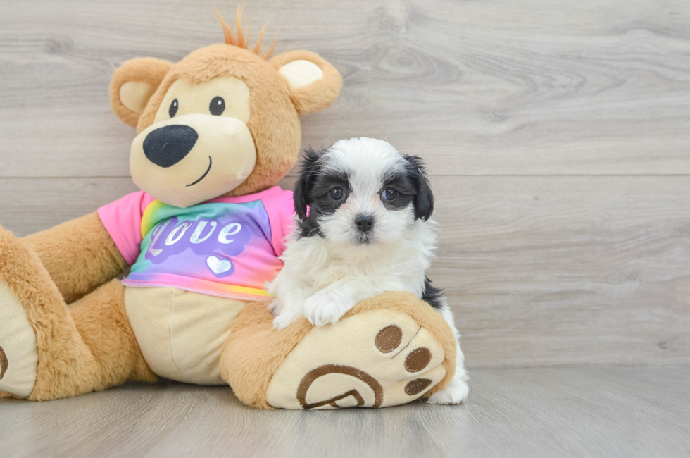 6 week old Teddy Bear Puppy For Sale - Lone Star Pups