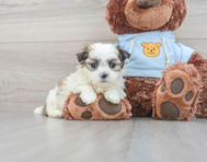 7 week old Teddy Bear Puppy For Sale - Lone Star Pups
