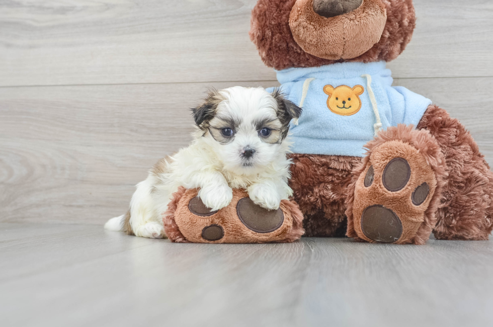 7 week old Teddy Bear Puppy For Sale - Lone Star Pups