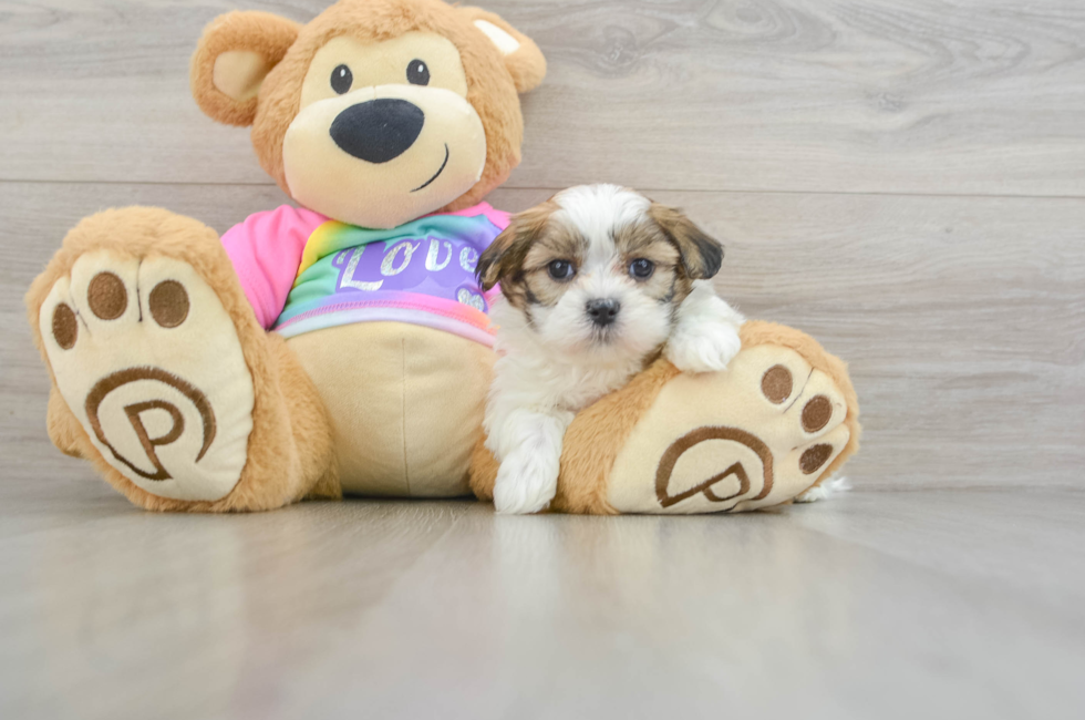 6 week old Teddy Bear Puppy For Sale - Lone Star Pups