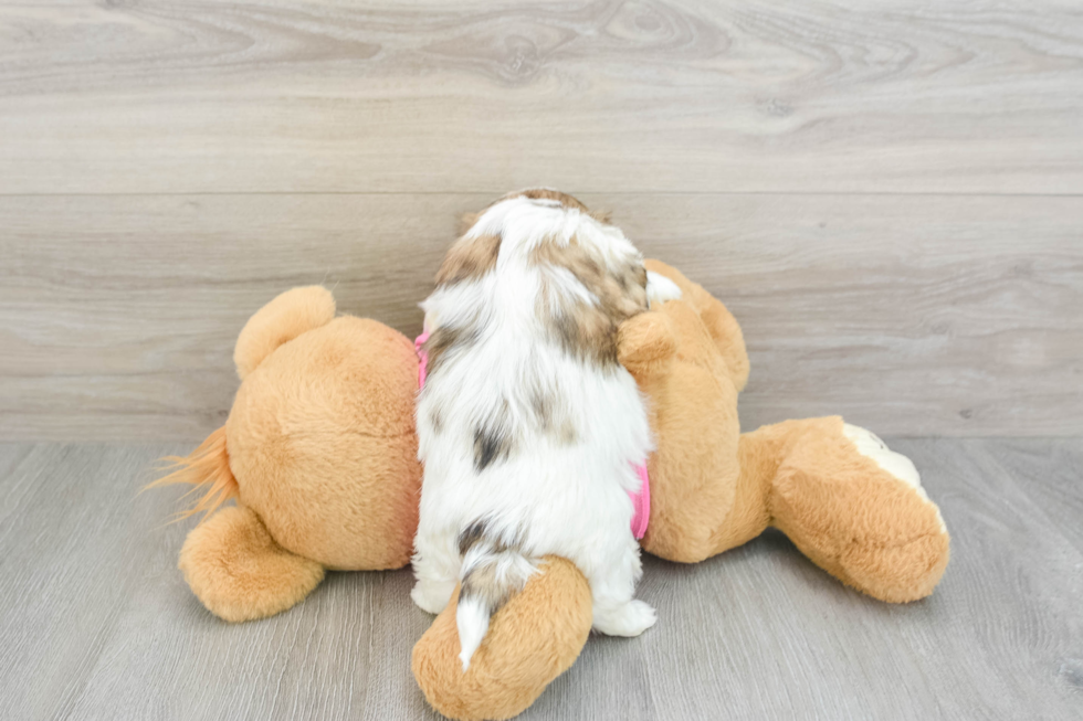 Friendly Teddy Bear Baby