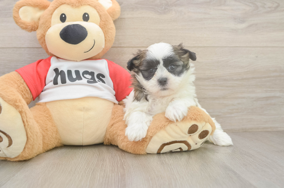 7 week old Teddy Bear Puppy For Sale - Lone Star Pups