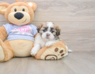 6 week old Teddy Bear Puppy For Sale - Lone Star Pups