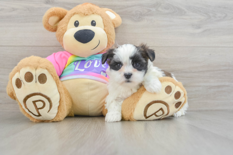 Teddy Bear Puppy for Adoption