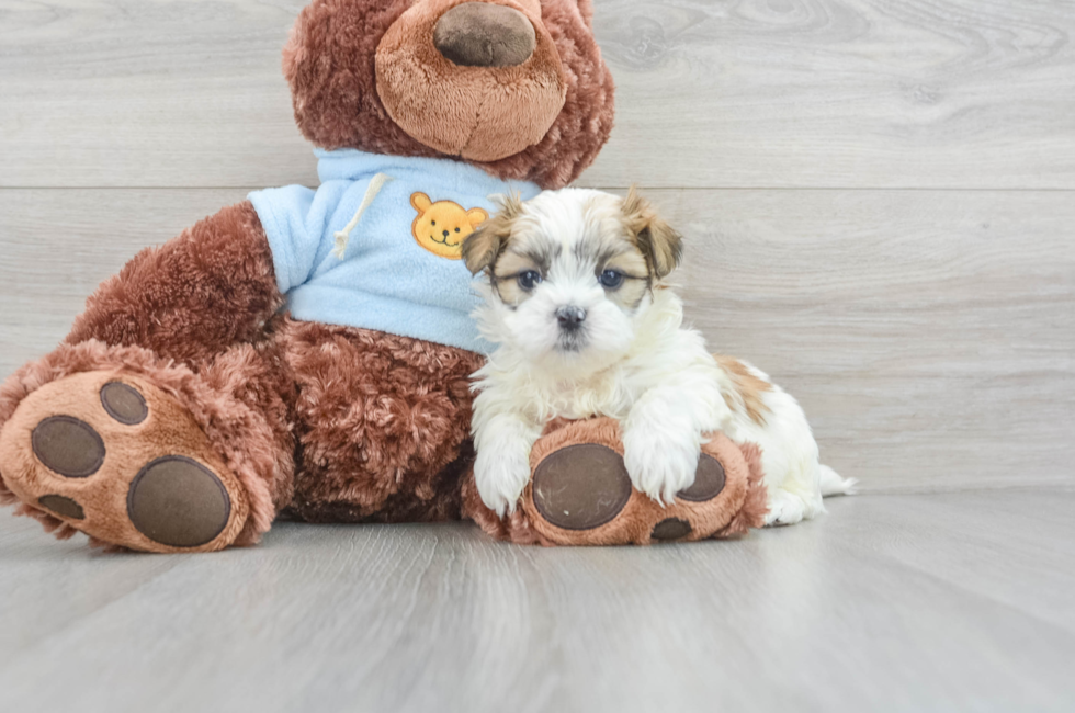 7 week old Teddy Bear Puppy For Sale - Lone Star Pups