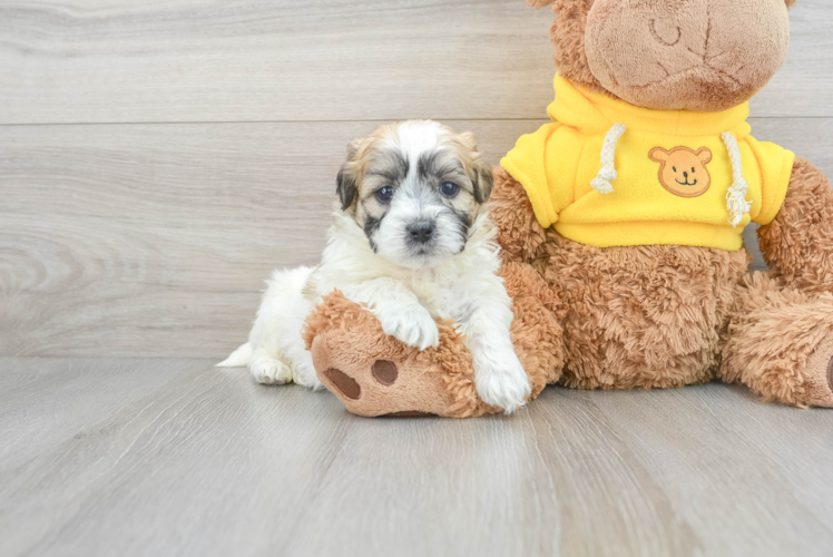 Sweet Teddy Bear Baby