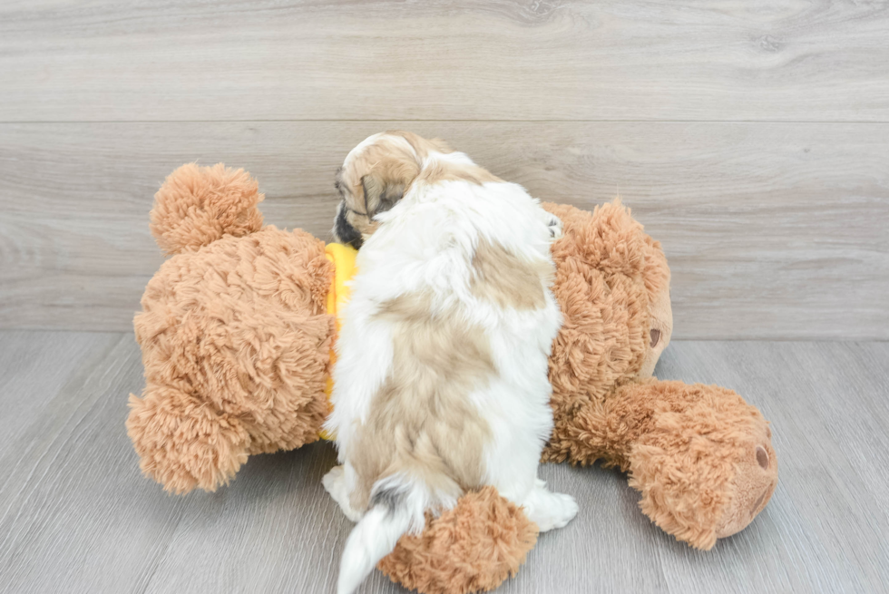 Fluffy Teddy Bear Designer Pup