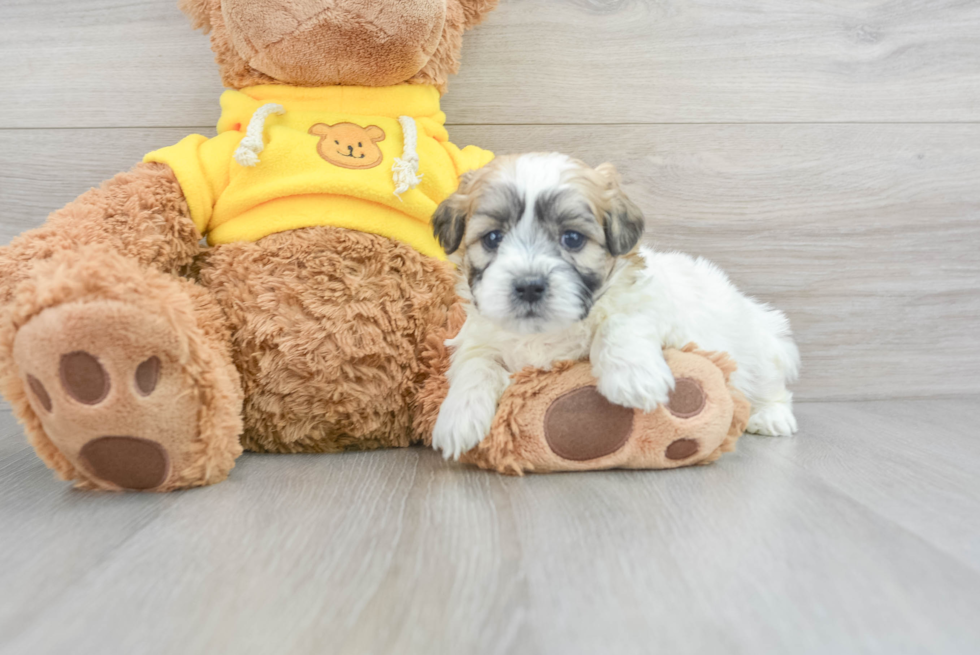 Little Shit Designer Puppy