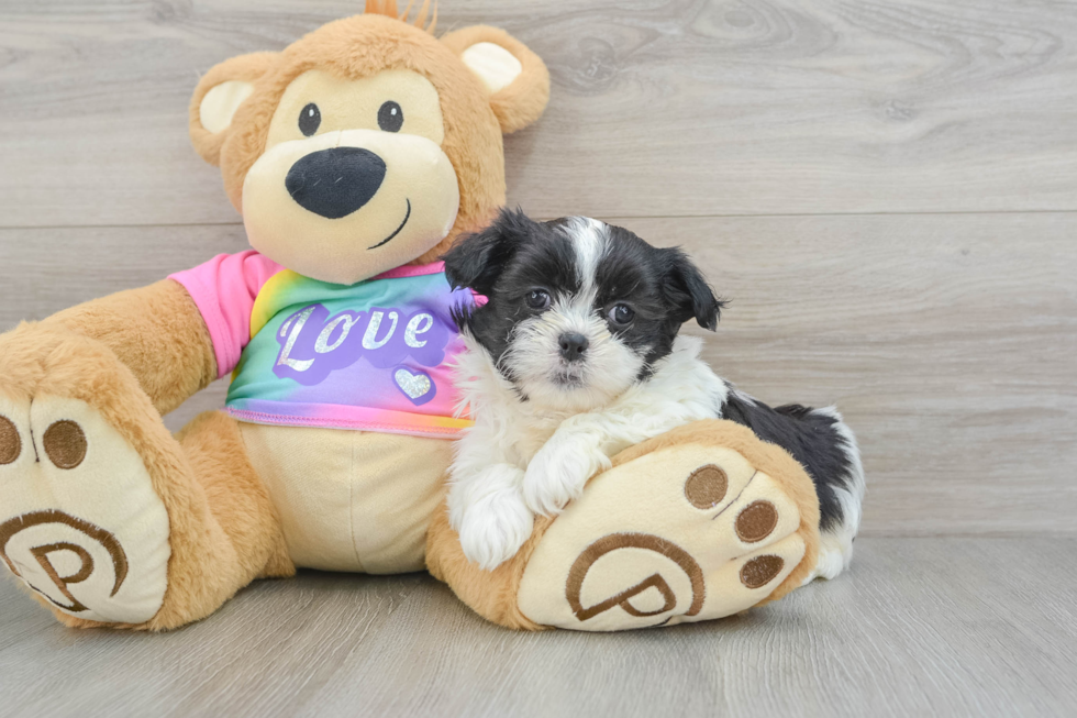 Teddy Bear Puppy for Adoption