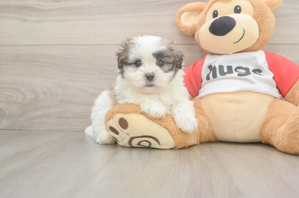 7 week old Teddy Bear Puppy For Sale - Lone Star Pups