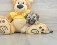 7 week old Teddy Bear Puppy For Sale - Lone Star Pups