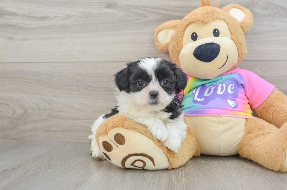 6 week old Teddy Bear Puppy For Sale - Lone Star Pups