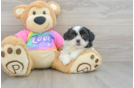 Best Teddy Bear Baby