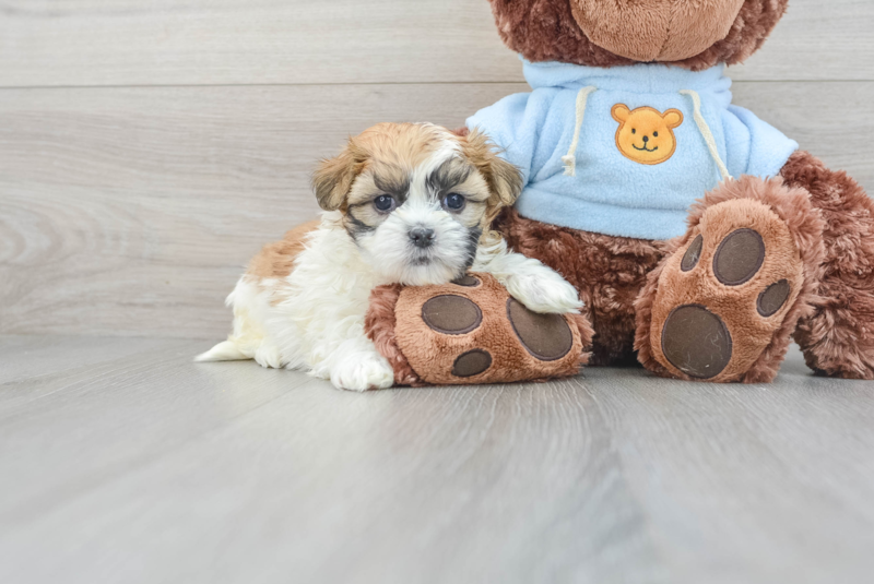 Meet Tommy - our Teddy Bear Puppy Photo 1/3 - Lone Star Pups