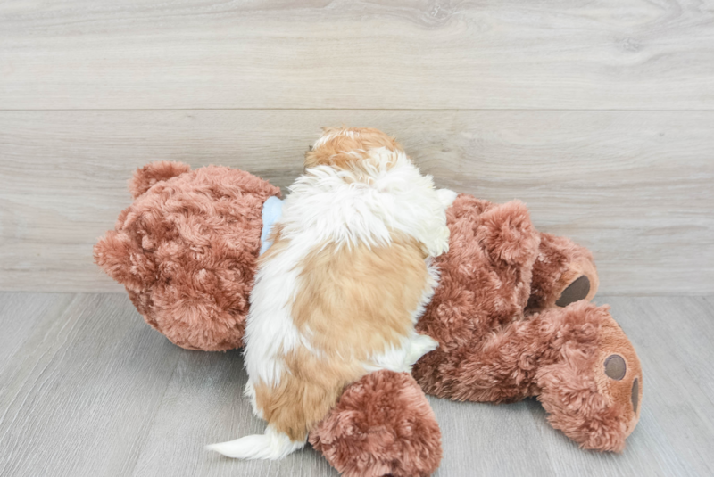 Meet Tommy - our Teddy Bear Puppy Photo 2/3 - Lone Star Pups