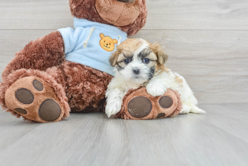 Meet Tommy - our Teddy Bear Puppy Photo 3/3 - Lone Star Pups