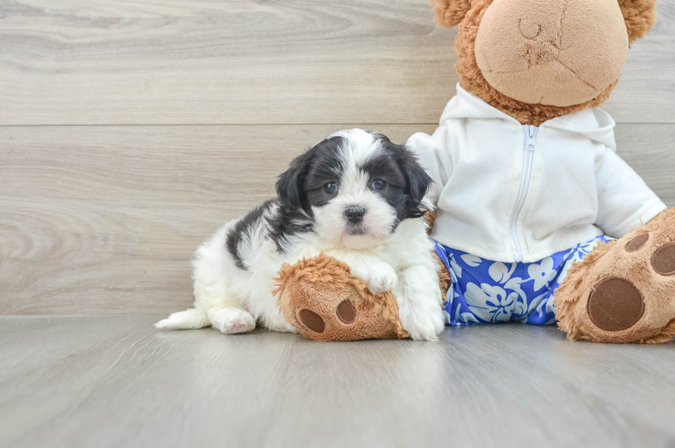 6 week old Teddy Bear Puppy For Sale - Lone Star Pups