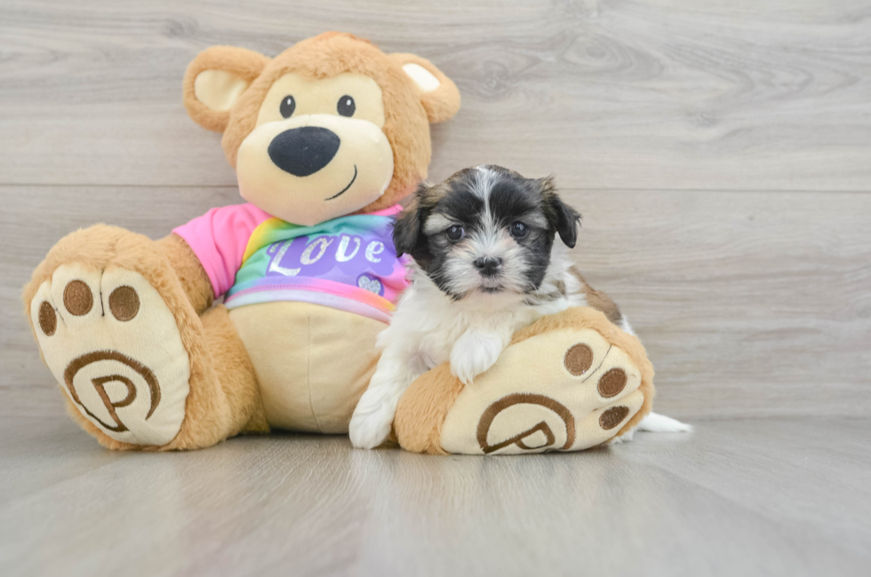 6 week old Teddy Bear Puppy For Sale - Lone Star Pups