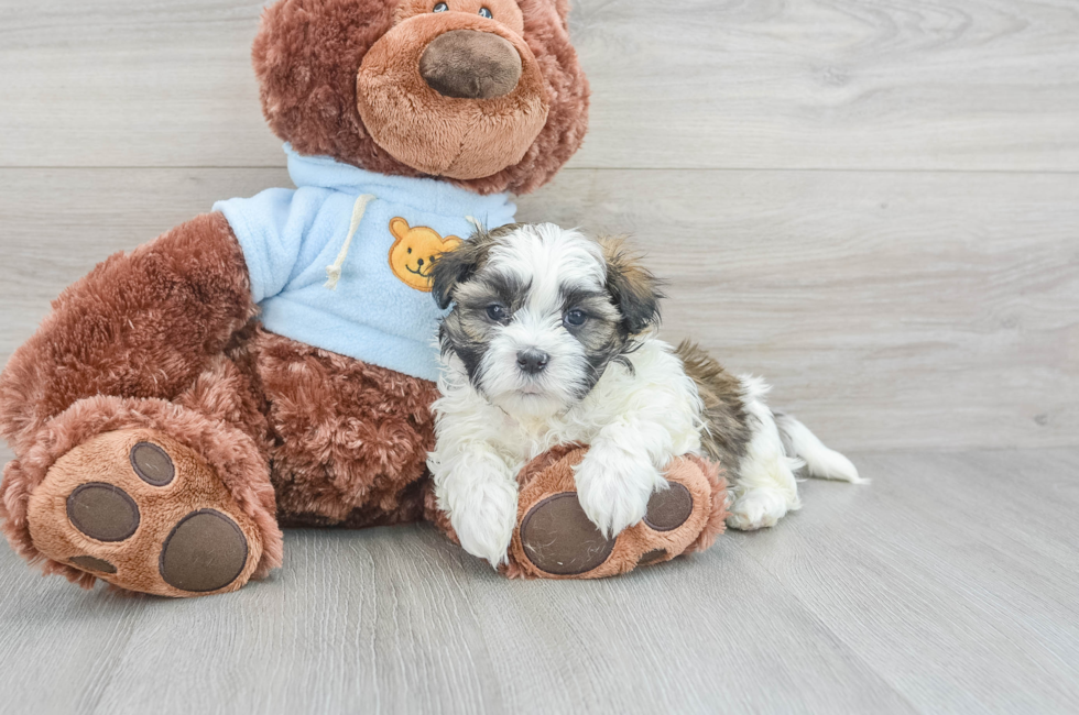 7 week old Teddy Bear Puppy For Sale - Lone Star Pups