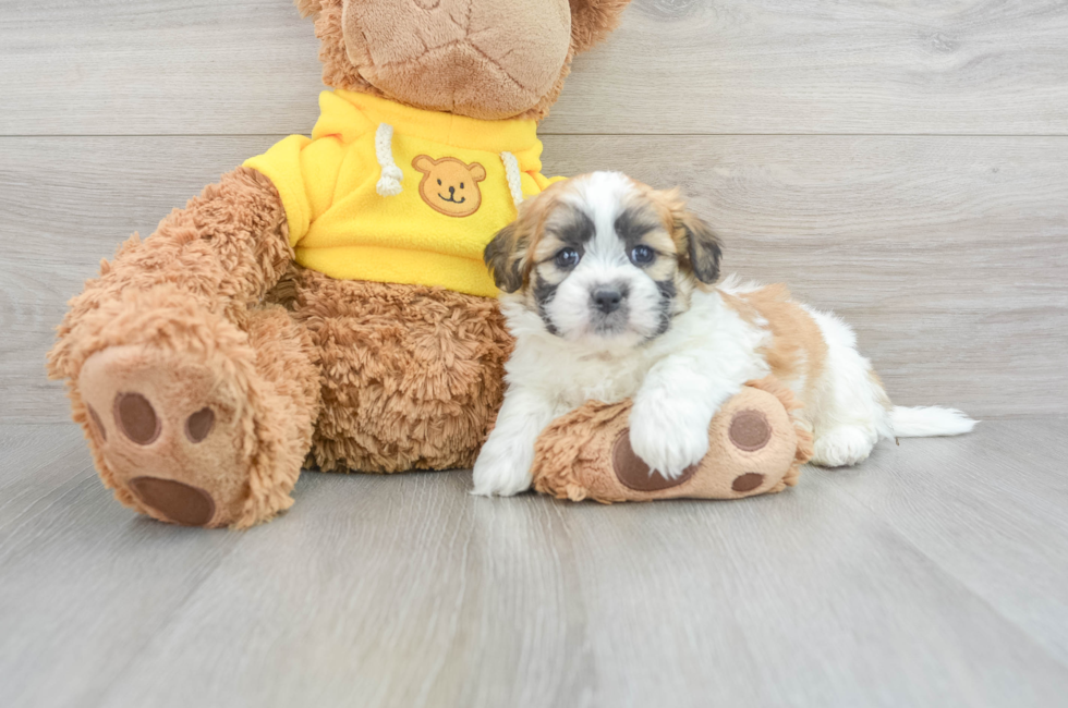 6 week old Teddy Bear Puppy For Sale - Lone Star Pups