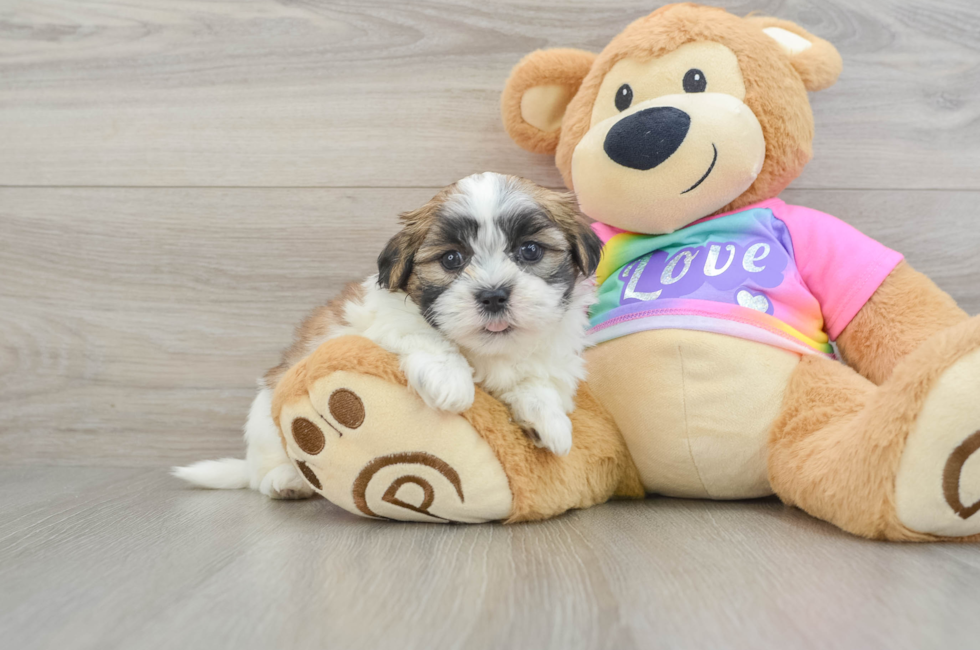 6 week old Teddy Bear Puppy For Sale - Lone Star Pups