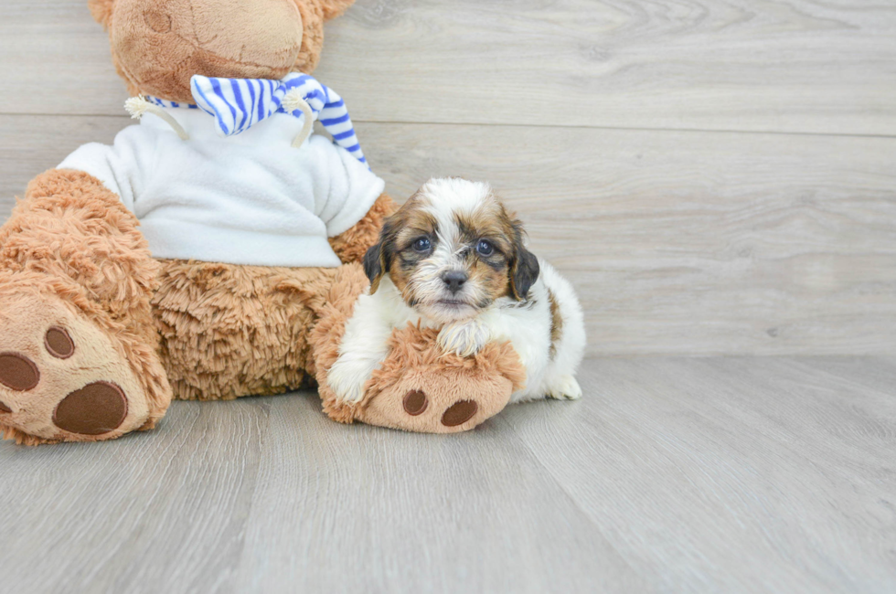 8 week old Teddy Bear Puppy For Sale - Lone Star Pups