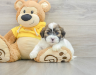 8 week old Teddy Bear Puppy For Sale - Lone Star Pups