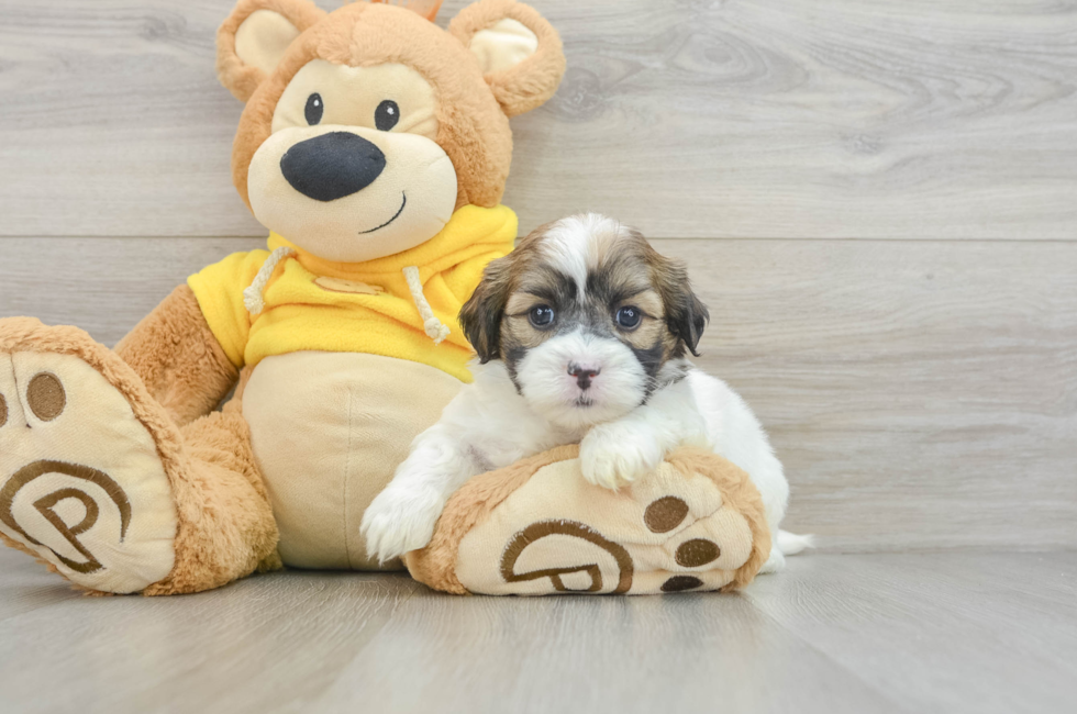 8 week old Teddy Bear Puppy For Sale - Lone Star Pups