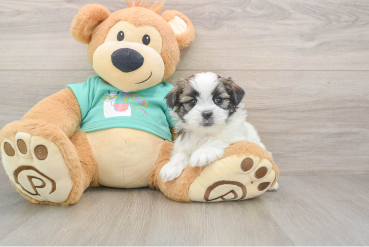 Playful Shit Designer Puppy