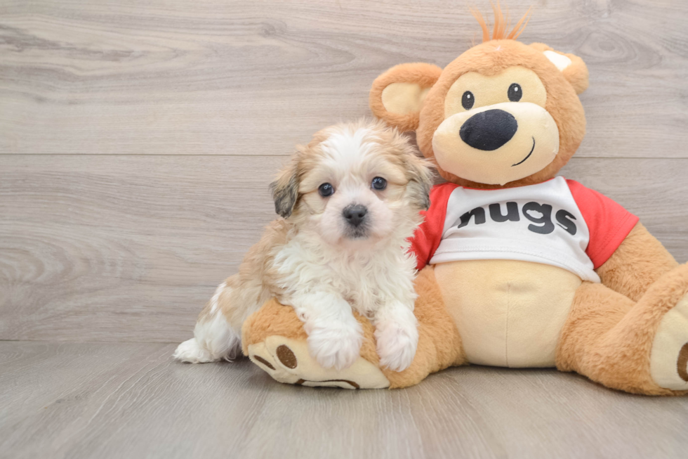 Teddy Bear Pup Being Cute