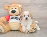 5 week old Teddy Bear Puppy For Sale - Lone Star Pups