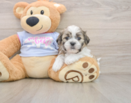 6 week old Teddy Bear Puppy For Sale - Lone Star Pups